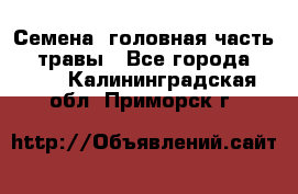 Семена (головная часть))) травы - Все города  »    . Калининградская обл.,Приморск г.